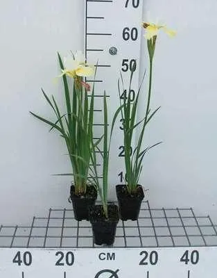 Image de 6 x Iris sib. 'Snow Queen' - Iris - Pot 9 x 9 cm
