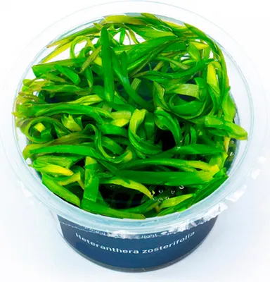Produktbild von Heteranthera zosterifolia In-Vitro Cup algen- und schneckenfrei