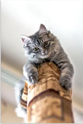Produktbild von MuchoWow® Poster Katze - Kratzbaum - Grau 120x180 cm - Kunstposter