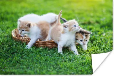 Produktbild von MuchoWow® Poster Eine Nahaufnahme von Kätzchen in einem Korb 90x60 cm - Schlafzimmer
