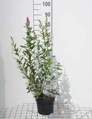 Produktbild von Spiraea billardii - Brautspiere 40- 60 cm - Container