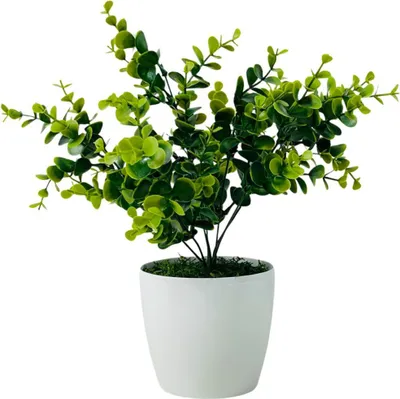 Produktbild von Künstlicher Eukalyptus im Topf 30cm - Raumdekoration