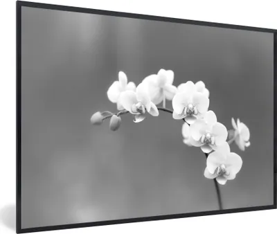 Produktbild von MuchoWow® MuchoWow® Gerahmtes Poster Orchidee - Blumen - Pflanze - Weiß - Lila 30x20 cm - Poster mit zchwarzem Bilderrahmen - Kunstdruck - Bild-Poster
