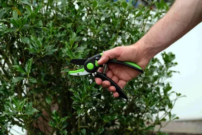 Zdjęcie produktu dla Freund Victoria Gartenschere 3000, größe: 21 cm, 200 g, Mit Gummianschlag