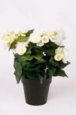 Produktbild von artplants.de Kunstblume Begonie DOBRADA, Creme, 30cm - Deko Buntnessel
