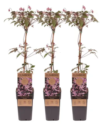 Produktbild von Clematis Mayleen  3er Set  60cm