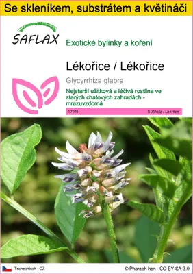 Obrázek produktu pro SAFLAX Kultivační sada - Lékořice / Lékořice - Glycyrrhiza glabra - 30 Semena - S mini skleníkem, pěstebním substrátem a 2 květináči
