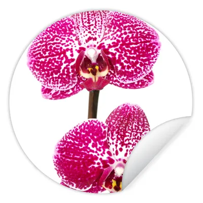 Produktbild von MuchoWow® Runde Wandtattoo - Wandsticker Tapete Aufkleber Orchidee rosa Ø 100 cm Selbstklebend und Repositionierbar - Wandaufkleber - Kreis - Tapetenkreis - Wandbild rund - Schlafzimmerdekoration - Wanddeko - runde Tapete - Kunst für zu Hause