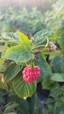 Image de Rubus idaeus Frambélise® / Framboisier Frambélise®' (Remontant)