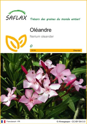 Image de SAFLAX - Oléandre - 50 graines - Nerium