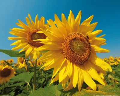 Produktbild von Blumen Kunstdruck Bild - Sonnenblumen-Feld (40 x 50 cm)
