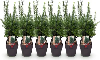 Image de Taxus media Hillii : 6 plants pour une haie d'un mètre de haut. If à feuilles
