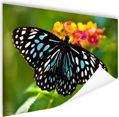 Produktbild von MuchoWow® Poster Blauer Tigerfalter 120x80 cm - Bilder