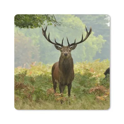 Produktbild von MuchoWow® Mauspad Mousepad Rothirsch - Natur - Grün 20x20 cm - Mousepads - Maus Mat - Pad - Mausunterlage - Desk Mat - Bureauartikeln