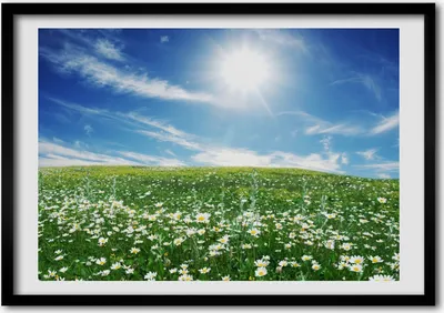 Produktbild von Bild - Bilder - Bilderrahmen - 70 cm x 50 cm - MDF-Rahmen, Wandkunst Wiese