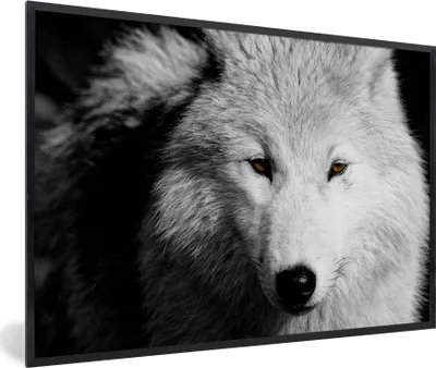 Produktbild von MuchoWow® MuchoWow® Gerahmtes Poster In der Nähe Ansicht Wolf in Schwarz und Weiß 90x60 cm - Poster mit zchwarzem Bilderrahmen - Fotorahmen - Foto-Plakat
