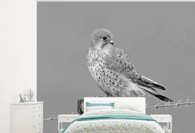 Produktbild von MuchoWow® Fototapete für Wohnzimmer oder Schlafzimmer Wandtapete Vinyl Motivtapete Rötelfalke - schwarz und weiß - 325x260 cm - Tapete