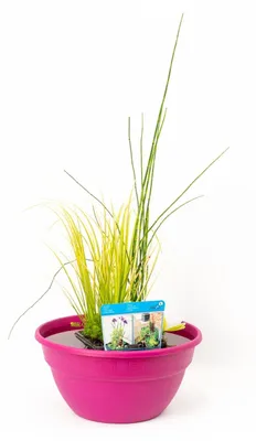 Productafbeelding van Moerings Terrasvijver Schaal Fuchsia