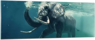 Produktbild von Bilder auf glas - Elefant Tier Wasser - 140x50cm - Glasbilder - Wandbilder - Kunstdruck - zum Aufhängen bereit - Wanddekoration aus Glas - Glas Bilder - Wandbild auf Glas - Einteilig - GAB140x50-3944