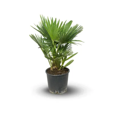Image de Chamaerops Humilis Vulcano - palmier nain - ↕ 80-90 cm - ⌀ 24 cm - plante d'extérieur