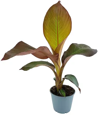 Produktbild von Fangblatt - Ensete maurelli - rote Zierbanane im Ø 12 cm Topf - exotische Grünpflanze für Ihren Zimmerdschungel
