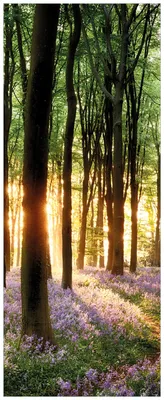 Produktbild von Wallario Wandbild aus Acryl, 200 x 80 cm, freischwebende Optik - Blaue Hasenglöckchen im Wald mit Sonnenstrahlen