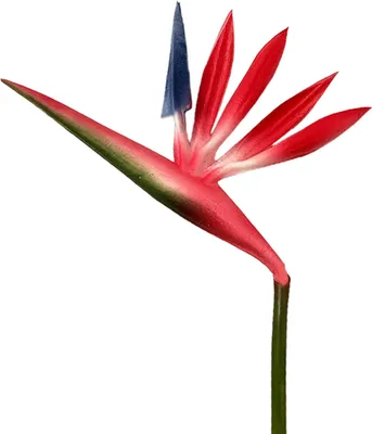 Produktbild von Künstlicher Paradiesvogel-Blumenstrauß, täuschend echt wirkende künstliche Paradiesvogel-Blumen, Kunstblumen für die Dekoration von Haus, Garten, Hochzeit und Party