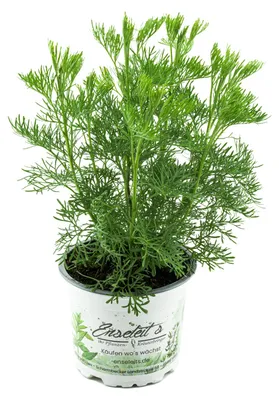 Produktbild von Enseleits Cola-Strauch, Cola-Kraut, Artemisia abrotanum var. Maritima, frische Coca-Cola Pflanze