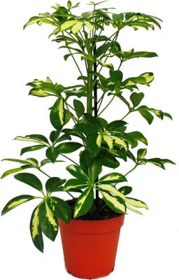 Zdjęcie produktu dla Egzotyczne serce - aralia o lisciach promienistych - Schefflera - biale liscie - 1 roslina - latwa w pielegnacji roslina domowa - oczyszczajaca powietrze - doniczka 12 cm