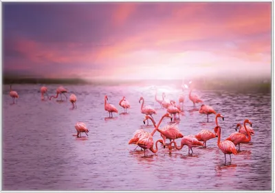 Produktbild von Wallario Wandbild Rosa Flamingos bei Sonnenuntergang, Größe: 70,30 x 100,30 cm, Poster mit weißem Kunststoffrahmen