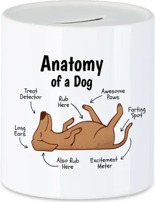 Produktbild von Dog Anatomy Hunde Anatomie Spardose Mit Hund Motiv Für Hundebesitzer Hundeliebhaber Hundemama Hundepapa