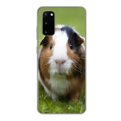 Produktbild von MuchoWow® Handyhülle Schutzhülle Hülle für Samsung Galaxy S20 Zwei Meerschweinchen Silikon Softcase Handy Hülle - Bild