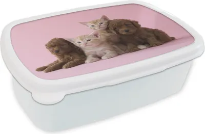 Produktbild von KitchenYeah® Lunchbox Brotzeit Brotdose 17x11 cm Kätzchen - Welpe - Rosa Kinder Brotzeitdose - Lunch Box - Kinder - Sandwich-Box - Schulbox - Lunch Boxen