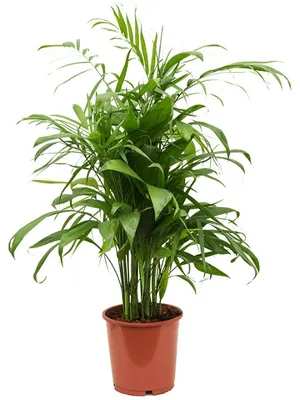 Productafbeelding van JUNAVERA Chamaedorea elegans terrariumplant en kamerplant | 9 cm pot | 28 cm hoog