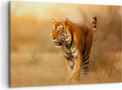 Produktbild von Bild auf Leinwand - Leinwandbild - tiger tier - 120x80cm - Wand Bild - Wanddeko - Wandbilder - Leinwanddruck - Bilder - Kunstdruck - Wanddekoration - Leinwand bilder - Wandkunst - AA120x80-3946