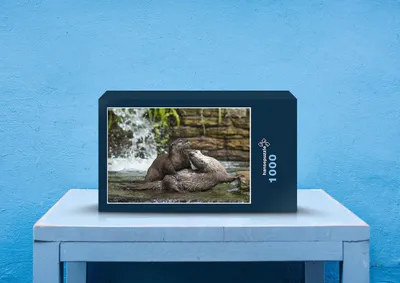 Produktbild von hansepuzzle 23051 - Fischotter Puzzle, 1000 Teile, Tierwelt, 60,0 x 46,0cm mit hochwertiger Aufbewahrung, Kartonbox und wiederverschließbarem Beutel
