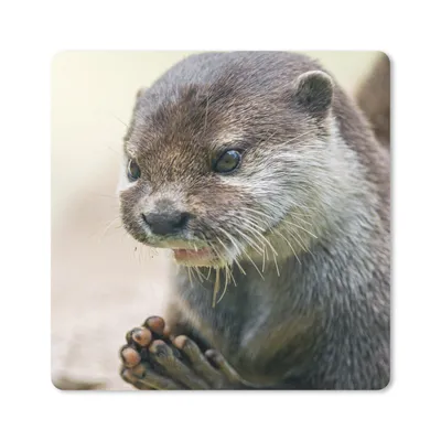 Produktbild von MuchoWow® Mauspad Mousepad Ein Otter mit zusammengelegten Beinen 20x20 cm - Mousepads - Maus Mat - Pad - Mausunterlage - Desk Mat - Bureauartikeln