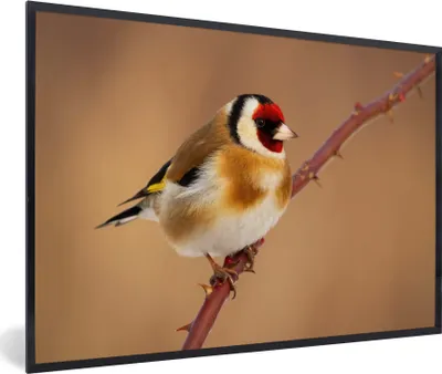 Produktbild von MuchoWow® Gerahmtes Poster Kropftaube - Vogel - Tiere 30x20 cm - Poster mit Schwarzem Bilderrahmen Wandposter Rahmen Foto Bilder - Kunstdruck - Bild-Poster