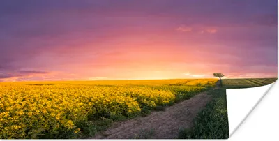 Produktbild von MuchoWow® Poster Blumen - Straße - Himmel - Gelb - Lila - Sonnenuntergang - Natur 40x20 cm - Poster für die Wand - Poster Schlafzimmer