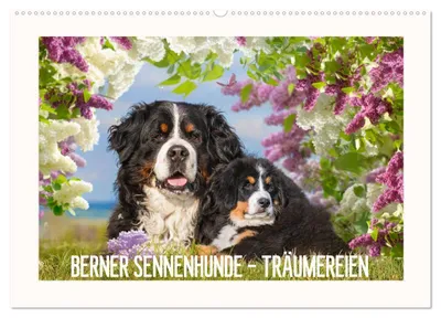 Produktbild von Berner Sennenhunde - Träumereien (Wandkalender 2027 DIN A2 quer), CALVENDO Monatskalender