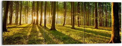 Produktbild von Bild auf Leinwand - Leinwandbild - Wald grün Sonnenstrahlen Natur - 150x50cm - Wand Bild - Wanddeko - Leinwanddruck - Bilder - Kunstdruck - Wanddekoration - Leinwand bilder - Wandkunst - CA150x50-2510