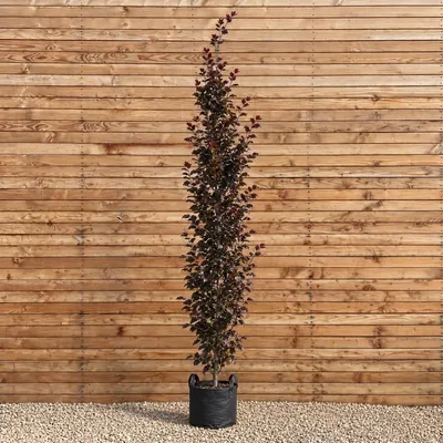 Produktbild von Säulen-Blutbuche Red Obelisk 200-250 cm, Stammumfang 6-8 cm - Fagus sylvatica Säulenbaum