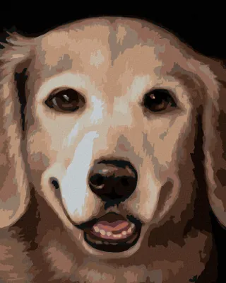 Produktbild von Zuty - Malen nach Zahlen - GOLDEN RETRIEVER 2 (MYROSLAVA VOLOSCHUK), 40x50 cm, mit Keilrahmen (bereits gespannt)