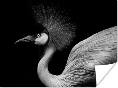 Produktbild von MuchoWow® Poster Kranich - Schwarz - Weiß - Vogel - Tiere 120x90 cm - Wandbild