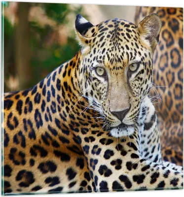 Produktbild von Bilder auf glas - Leopardpanther Katze Tier Savanne - 60x60cm - Glasbilder - Wandbilder - Kunstdruck - zum Aufhängen bereit - Wanddekoration aus Glas - Glas Bilder - Wandbild auf Glas - GAC60x60-0402