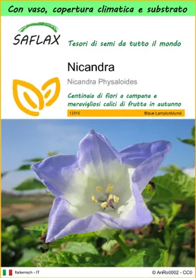 Immagine prodotto di SAFLAX Garden to go - Nicandra - 100 semi - Nicandra