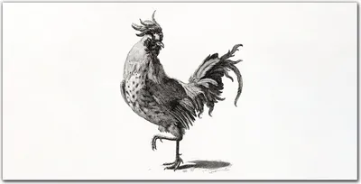 Produktbild von Coloray Küchenrückwand 100x50 Spritzschutz aus Glas - Tier Vogel Huhn