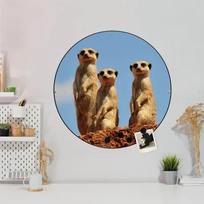 Produktbild von Design Stahlmagnettafel Schwarz Rund 47cm Erdmännchenfamilie