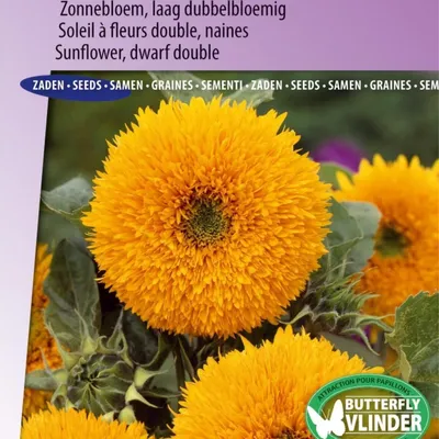 Image de Graines de tournesol Teddy Bear – fleurs doubles basses – parfaites pour les petits jardins et les balcons –