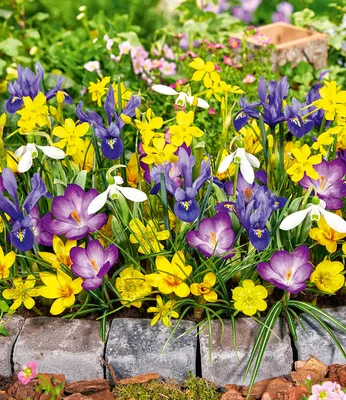 Produktbild von BALDUR Garten 35er Blumenzwiebel-Mix 'Honey Heaven', Zwiebeln, Zwiebelumfang 4-10 cm, Blumenzwiebeln, winterhart, mehrjährig, pflegeleicht, Crocus, Iris, Eranthus, Narcissus